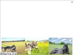 Sites similar to wolfdog.jp
