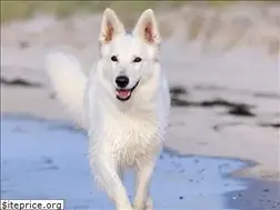 Sites similar to wssdca.org.au
