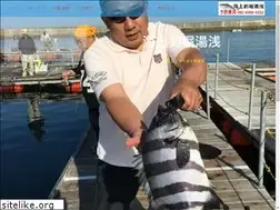 Sites similar to yuasa-tsuribori.com