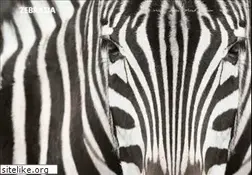 Sites similar to zebrasia.com