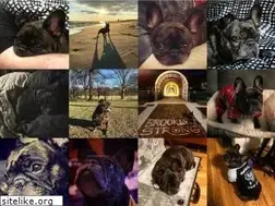 Sites similar to zelda.dog