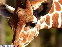 Sites similar to ziraffe.net