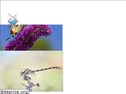 Sites similar to zomerkamp.nl