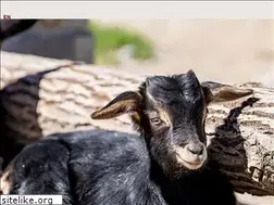 Sites similar to zoo-munich.de