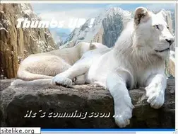 Sites similar to zwerina.at